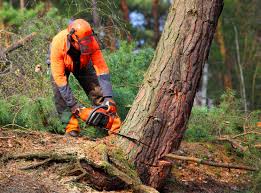 Trusted Warrenton, GA Tree Services Experts