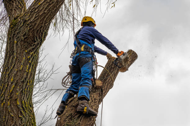  Warrenton, GA Tree Services Pros