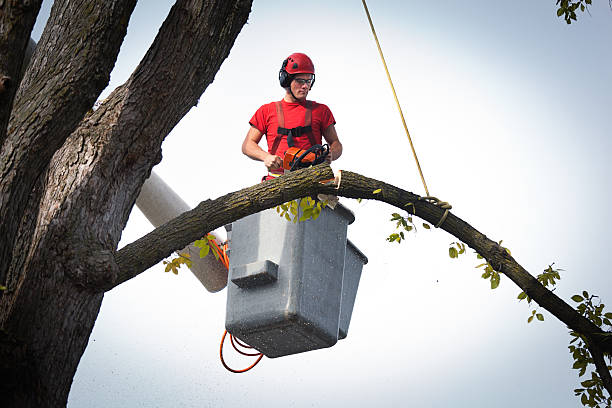 Best Tree Mulching  in Warrenton, GA