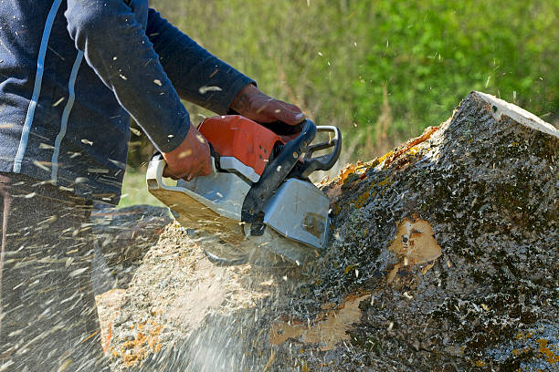 Best Tree Trimming and Pruning  in Warrenton, GA